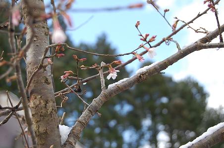 DSC_0004sakura.JPG