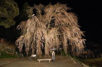 DSC_0005sidare1.jpg